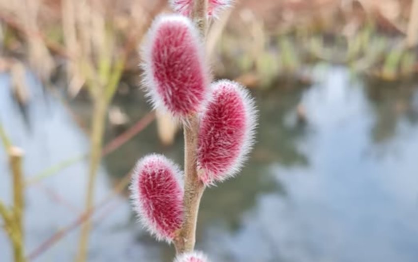 Up to 30% off selected plants